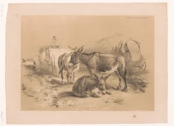 Studie van drie ezels Dierstudies van Cooper (serie titel)