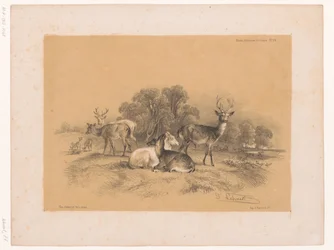Studie van een roedel edelherten