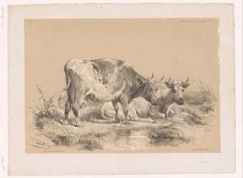 Studie van twee koeien