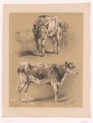 Twee studies van een rund