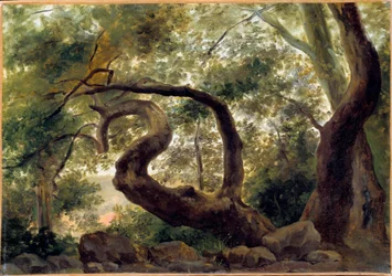 Struikgewas, bomen met kronkelende takken, schilderij van Pierre H. de Valenciennes (1750-1850), 19e eeuw, zon, 0,33 x 0,47 m