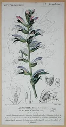 Acanthus Mollis, ca. 1820