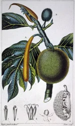 Broodvrucht