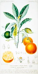Citrus Aurantium of Sevilla sinaasappel