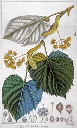 Witte linde, ca. 1850