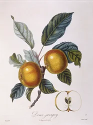 Appel "Doux-Juvigny", botanische plaat door Pierre Jean Francois Turpin