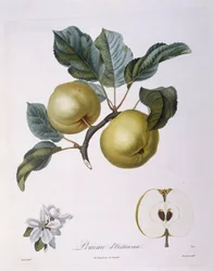 Appel "Pomme d