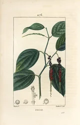 Zwarte peper - Zwarte peper, Piper nigrum, met blad, stengel en rijpe en onrijpe peperkorrels. Handgekleurde stipple kopergravure door Lambert Junior naar een tekening van Pierre Jean-Francois Turpin uit Chaumeton, Poiret en Chamberet