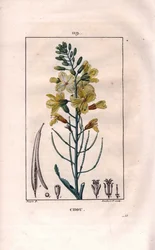 Botanisch: koolbloem. Handgekleurde stipple kopergravure door Lambert naar een tekening van Pierre Jean-Francois Turpin uit Chaumeton, Poiret et Chamberet