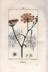 Botanie: Venkel, Foeniculum vulgare