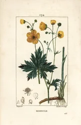 Boterbloem - Rechte boterbloem, Ranunculus acris, met bloem, blad, stengel en wortel