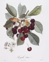 Kersenboom (Prunus avium), Henry Louis Duhamel du Monceau, botanische plaat door Pierre Jean Francois Turpin