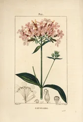 Gewone zeepkruid, Saponaria officinalis, met bloem, blad, stengel en zaad