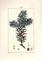 Gewone taxus