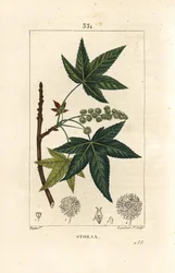 Copalm van Amerika of Liquidambar - Storax of vloeibare amber, Liquidambar styraciflua. Handgekleurde stipple kopergravure door Lambert Junior