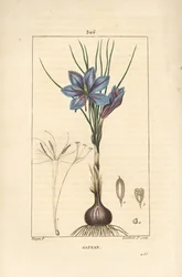Krokus - Saffraankrokus, Crocus sativus, met bloem, blad, stengel, bol en stigma