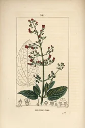 Oorscrofulary