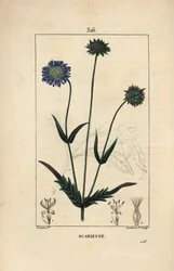 Veldknautia of veldscabiosa - Veldscabiosa, Knautia arvensis, met bloem, blad, steel, zaad en bladomtrek