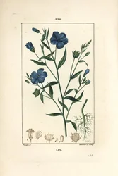 Vlas, Lijnzaad, Linum sativum, met bloem, blad en zaad