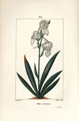Florentijnse iris, Florence iris - Florentijnse iris, Iris florentina, bloem en blad. Handgekleurde stipple kopergravure door Dubois naar een tekening van Pierre Jean-Francois Turpin uit Chaumeton, Poiret en Chamberet