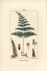 Varen of grote varen