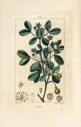 Gaiac of heilig hout