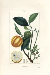 Garcinia gummi gutta of Malabar Tamarinier, Gambooge, Brindall Bay - Gom guttae boom, Cambogia gutta, met vrucht, blad, bloem en vrucht in doorsnede. Handgekleurde stipple kopergravure door Lambert Junior naar een tekening van Pierre Jean-Francois Turpin