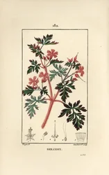 Geranium gras Robert