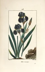 Duitse iris of Tuiniris, Iris germanica, met blad, bloem en wortel