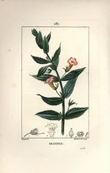 Gratiola officinalis, met bloem, blad en zaad