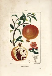 Granaatappelboom, Punica granatum, met blad, bloem, vrucht en doorsnede van de vrucht