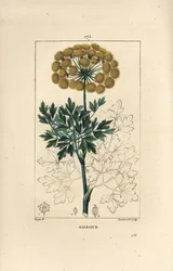 Gomferula of galbanum - Galbanum, Ferula gummosa, met bloemen, bladeren en zaden. Handgekleurde stipple kopergravure door Lambert Junior naar een tekening van Pierre Jean-Francois Turpin uit Chaumeton, Poiret et Chamberet