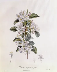 Meidoorn (Crataegus azarolus) bloem, botanische plaat door Pierre Jean Francois Turpin