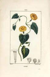 Jalap, Convolvulus jalappa, met bloem, blad en wortel