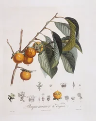 Japanse persimmon of kaki (Diospyros kaki), botanische plaat door Pierre Jean Francois Turpin