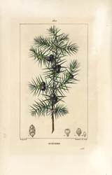 Jeneverbes, Juniperus vulgaris, met blad, bes en steel. Handgekleurde stipple kopergravure door Lambert Junior naar een tekening van Pierre Jean-Francois Turpin uit Chaumeton, Poiret en Chamberet