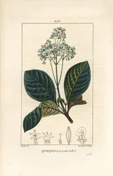 Ladenbergia oblongifolia (Cinchona magnifolia), met bloem, tak, blad en zaad