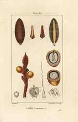 Grote tak of grote cycaszaden - Koning sago, Cycas circinalis, met zaad en doorsnede