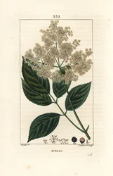 Grote vlier of zwarte vlier - Gewone vlierboom, Sambucus nigra
