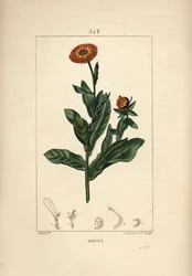 Goudsbloem, Calendula officinalis, met bloem, blad en stengel