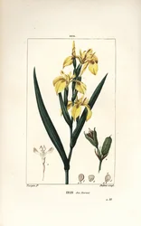 Moerasiris of Gele wateriris, Iris palustris lutea, met bloem, blad en zaaddoos