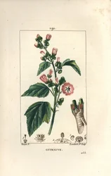 Heemst, Wilde heemst of Witte heemst - Heemst, Althaea officinalis. Handgekleurde stipple kopergravure door Lambert Junior naar een tekening van Pierre Jean-Francois Turpin uit Chaumeton, Poiret en Chamberet