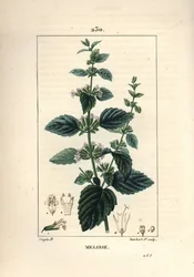 Melisse des jardins of melisse gekweekt - Citroenmelisse, Melissa hydrtensis. Handgekleurde stipple kopergravure door Lambert Junior naar een tekening van Pierre Jean-Francois Turpin uit Chaumeton, Poiret en Chamberet