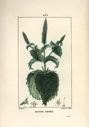 Kroes munt, frizzy of hol - Gekrulde munt, Mentha crispa. Handgekleurde stipple kopergravure door Lambert Junior naar een tekening van Pierre Jean-Francois Turpin uit Chaumeton, Poiret en Chamberet