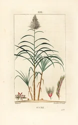 Edele rietsuiker