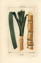 Edele riet - Suikerriet, Saccharum officinarum, stengel en blad. Handgekleurde stipple kopergravure door Lambert Junior