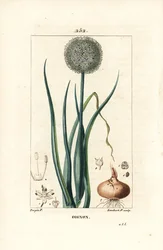 Ui - Ui, Allium cepa, met bloem, blad, bol en wortels. Handgekleurde stipple kopergravure door Lambert Junior naar een tekening van Pierre Jean-Francois Turpin uit Chaumeton, Poiret en Chamberet