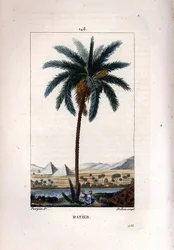 Dadelpalm, Phoenix dactylifera, met vrucht en bladeren tegen een landschap met piramides en rivier. Handgekleurde stipple kopergravure door Dubois naar een tekening van Pierre Jean-Francois Turpin uit Chaumeton, Poiret et Chamberet