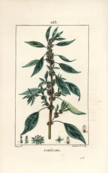 Muurpeper