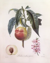 Perzik (Prunus persica), Henry Louis Duhamel du Monceau, botanische plaat door Pierre Jean Francois Turpin